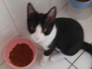 Gato raça SRD idade 2 a 6 meses nome Sem nome