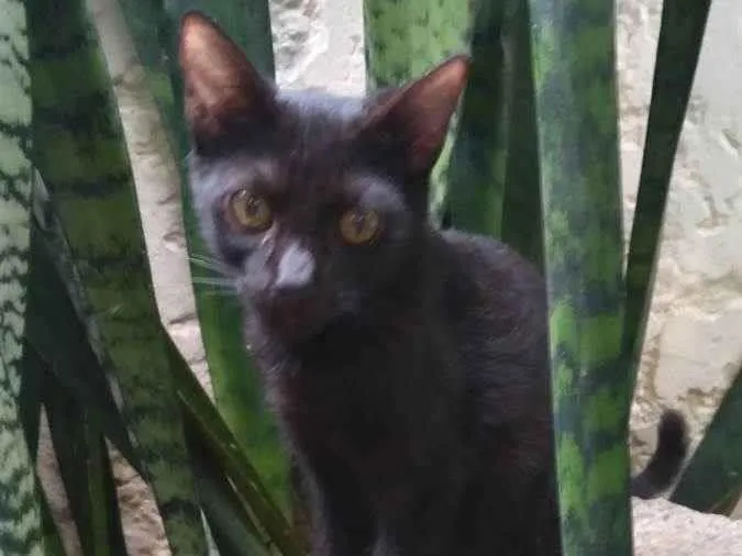 Gato ra a SRD-ViraLata idade 2 a 6 meses nome Pupy ADOTADO