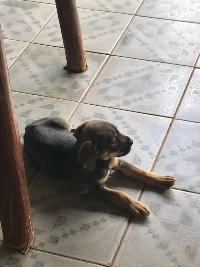 Cachorro ra a SRD-ViraLata idade 2 a 6 meses nome ele não tem nome
