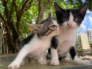 Gato raça Vira lata idade Abaixo de 2 meses nome Frajola e milkshake 