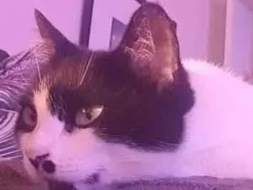 Gato ra a SRD-ViraLata idade 5 anos nome Gioconda 
