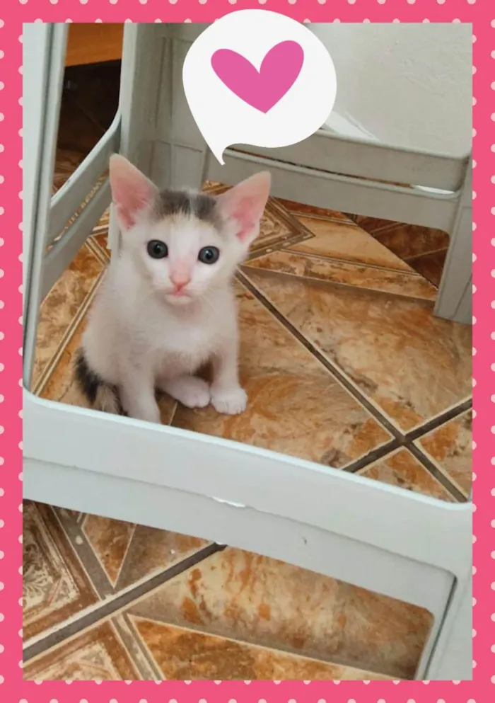 Gato raça SRD idade Abaixo de 2 meses nome Branquinha