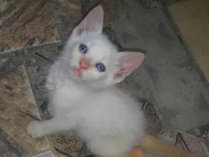 Gato raça Srd idade Abaixo de 2 meses nome Carlito&Josefina