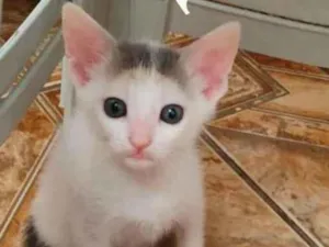Gato raça SRD idade Abaixo de 2 meses nome Branquinha