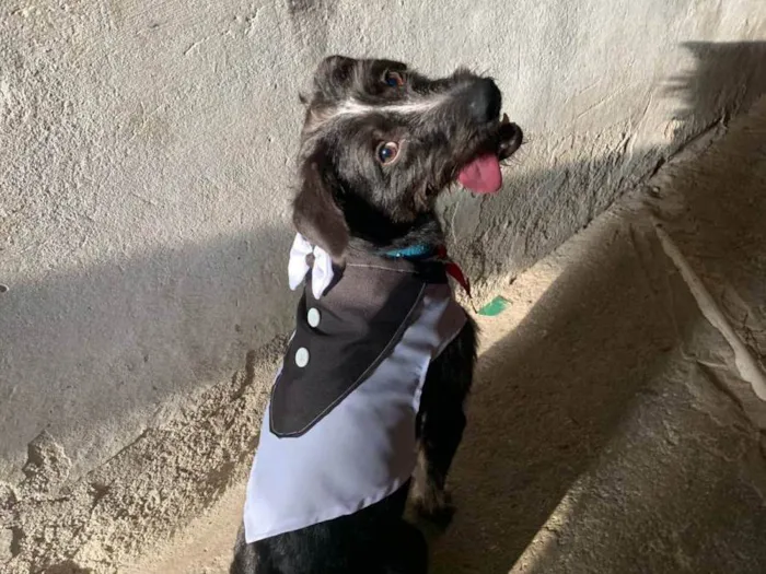 Cachorro ra a SRD-ViraLata idade 1 ano nome Apolo