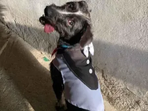 Cachorro raça SRD-ViraLata idade 1 ano nome Apolo