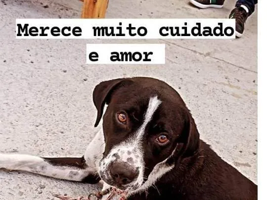 Cachorro ra a mestiço boxer idade 1 ano nome scooby