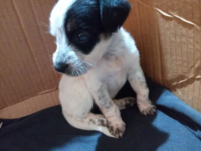 Cachorro ra a SRD-ViraLata idade Abaixo de 2 meses nome Luky