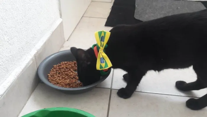 Gato ra a srd idade 1 ano nome maia