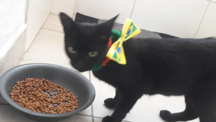 Gato ra a srd idade 1 ano nome maia