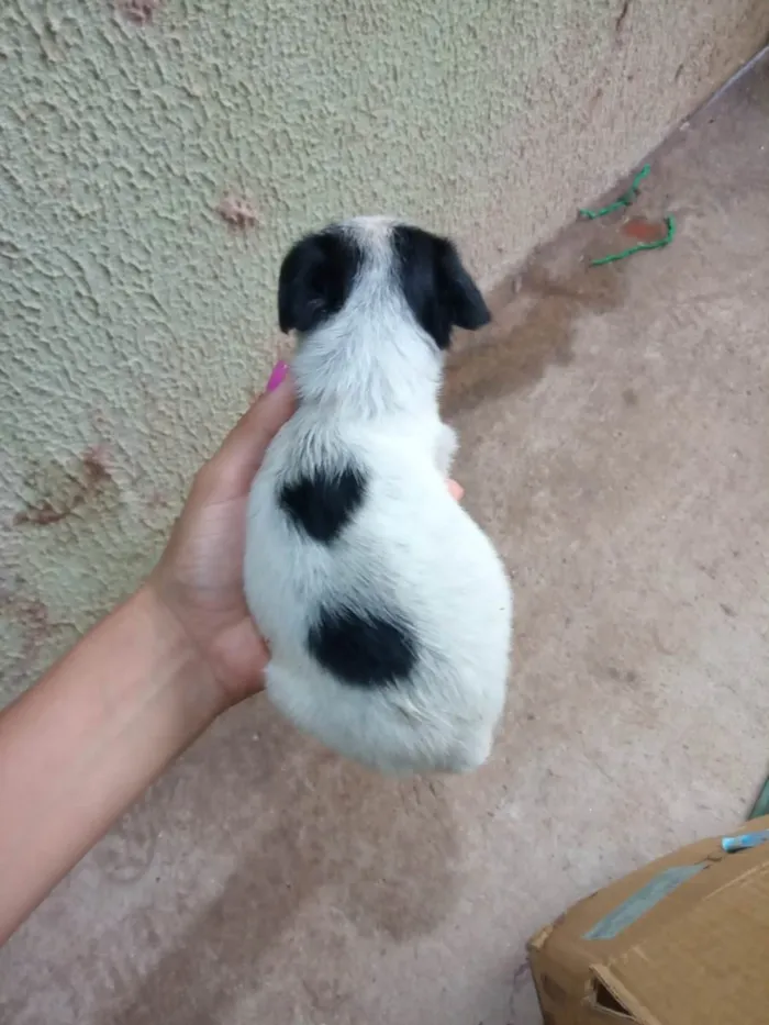 Cachorro ra a SRD-ViraLata idade Abaixo de 2 meses nome Luky