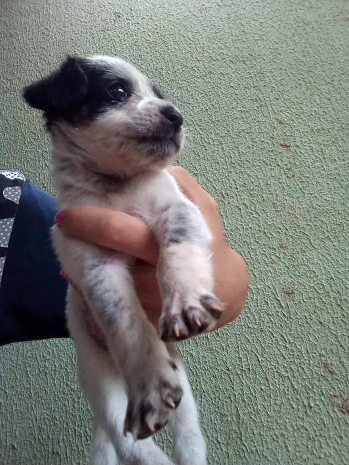 Cachorro ra a SRD-ViraLata idade Abaixo de 2 meses nome Luky