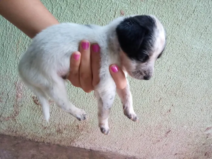 Cachorro ra a SRD-ViraLata idade Abaixo de 2 meses nome Luky