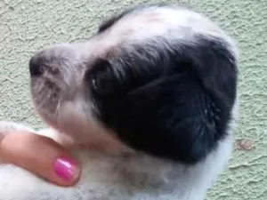 Cachorro raça SRD-ViraLata idade Abaixo de 2 meses nome Luky