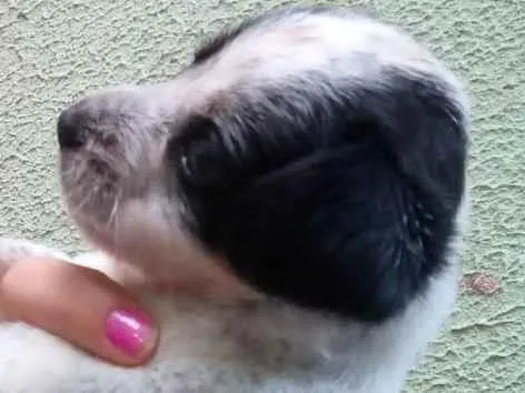 Cachorro ra a SRD-ViraLata idade Abaixo de 2 meses nome Luky
