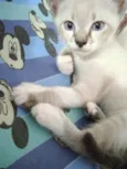 Gato raça Siamês idade Abaixo de 2 meses nome Floquinho