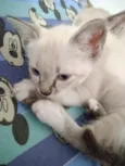 Gato raça Siamês idade Abaixo de 2 meses nome Floquinho