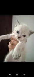 Gato raça Siamês idade Abaixo de 2 meses nome Floquinho