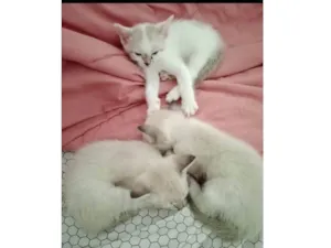 Gato raça Siamês idade Abaixo de 2 meses nome Floquinho