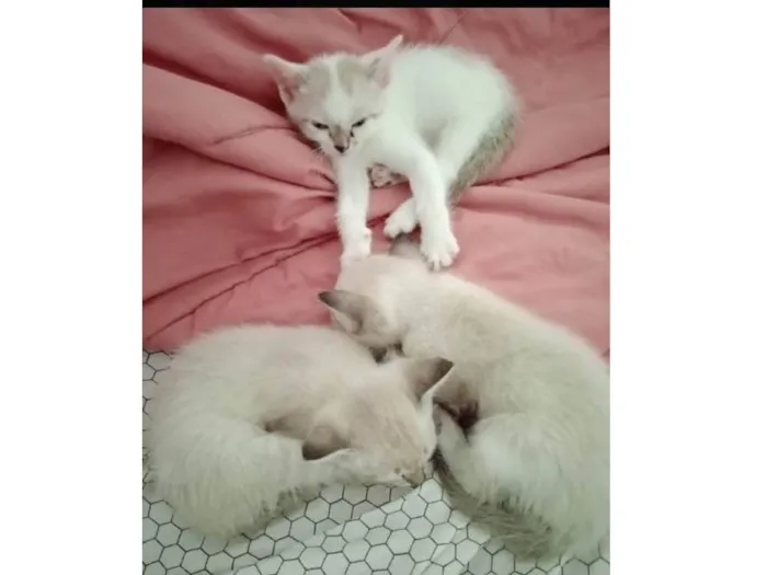 Gato raça Siamês idade Abaixo de 2 meses nome Floquinho