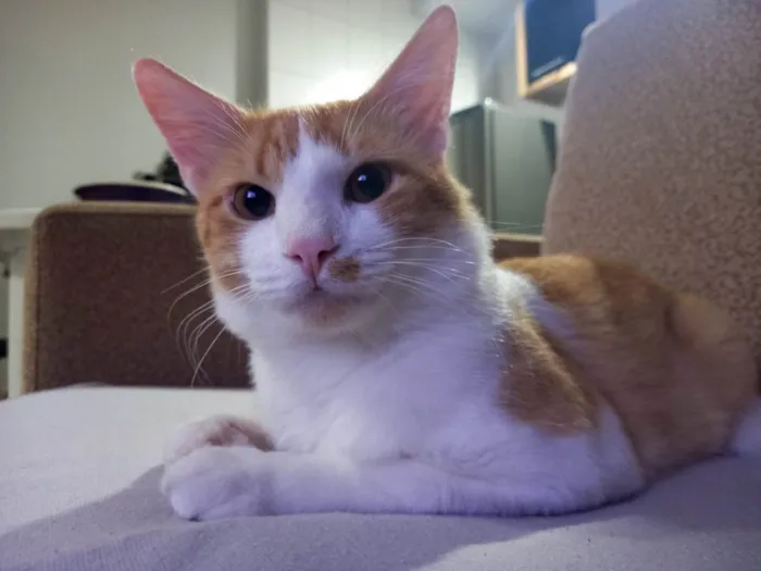 Gato ra a SRD-ViraLata idade 3 anos nome Odin
