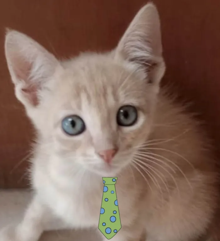 Gato ra a Mestico  idade 2 a 6 meses nome Teo 