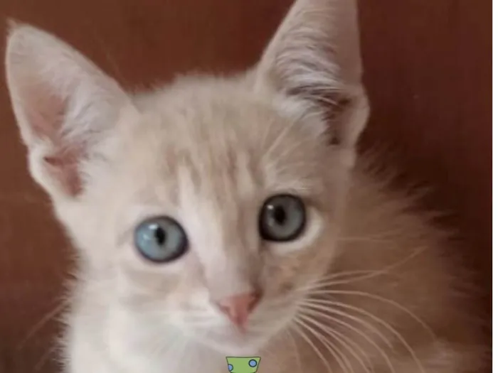 Gato ra a Mestico  idade 2 a 6 meses nome Teo 