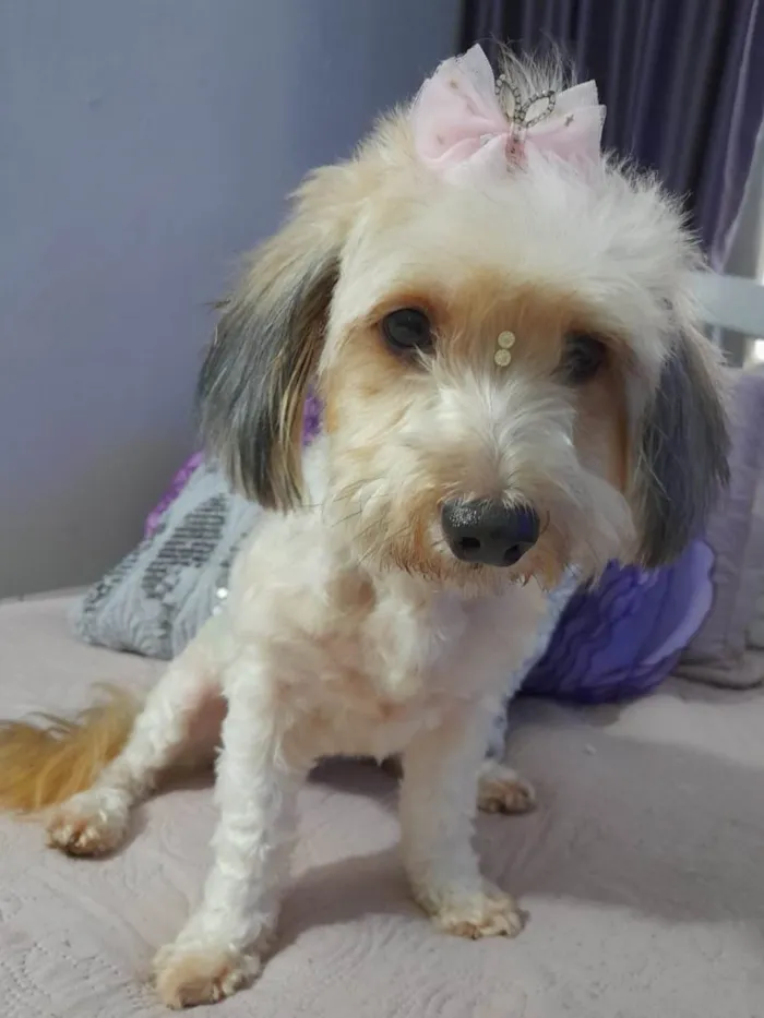 Cachorro ra a Poodle idade 1 ano nome Flor