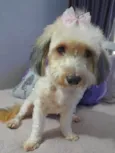 Flor