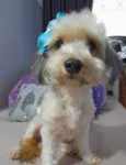 Flor