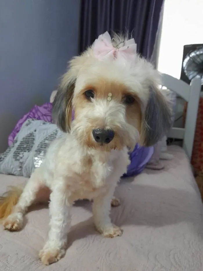 Cachorro ra a Poodle idade 1 ano nome Flor