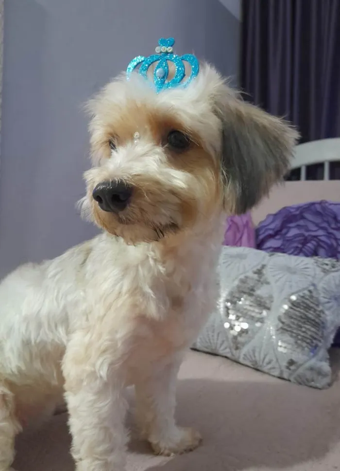 Cachorro ra a Poodle idade 1 ano nome Flor