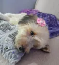 Flor