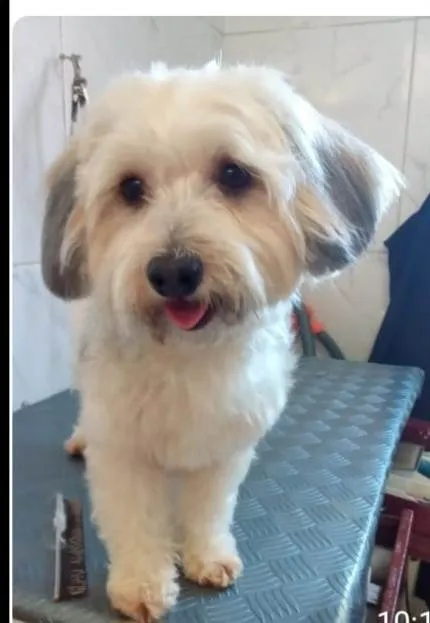 Cachorro ra a Poodle idade 1 ano nome Flor