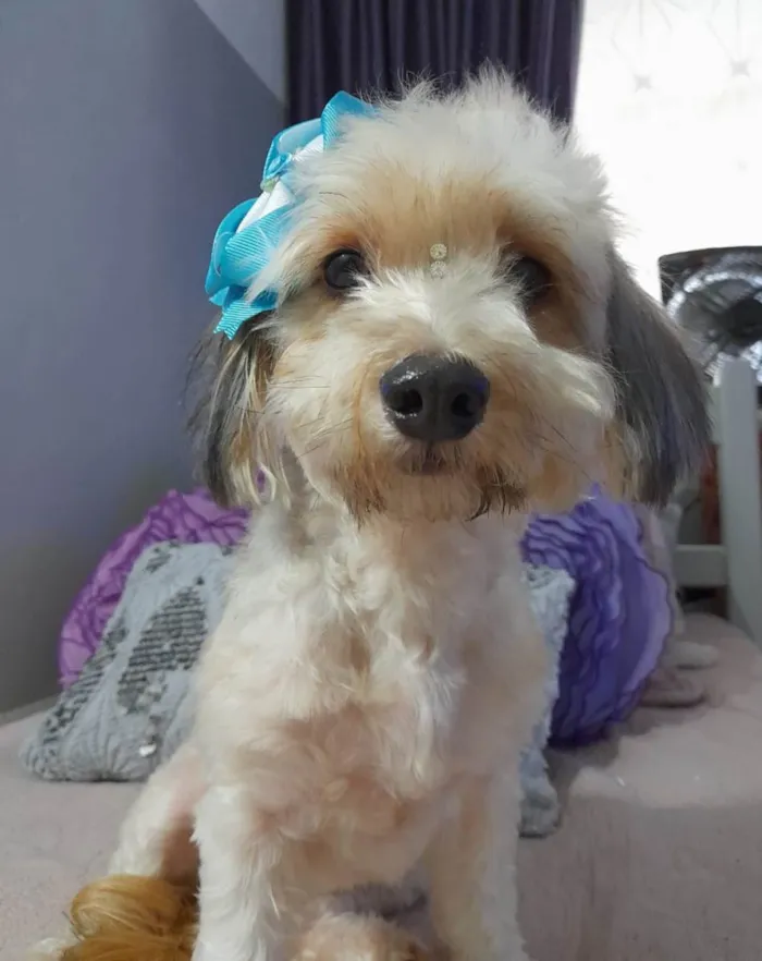 Cachorro ra a Poodle idade 1 ano nome Flor