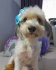 Flor
