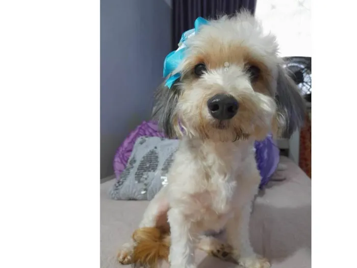 Cachorro ra a Poodle idade 1 ano nome Flor