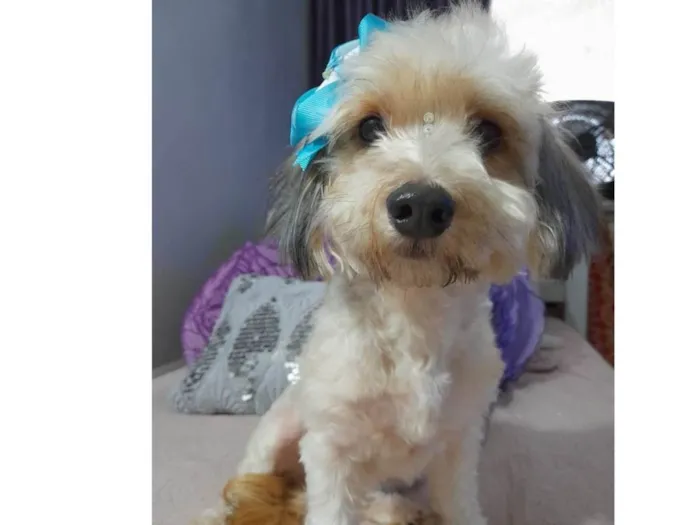 Cachorro ra a Poodle idade 1 ano nome Flor