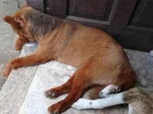 Cachorro raça Chow Chow idade 3 anos nome ursula