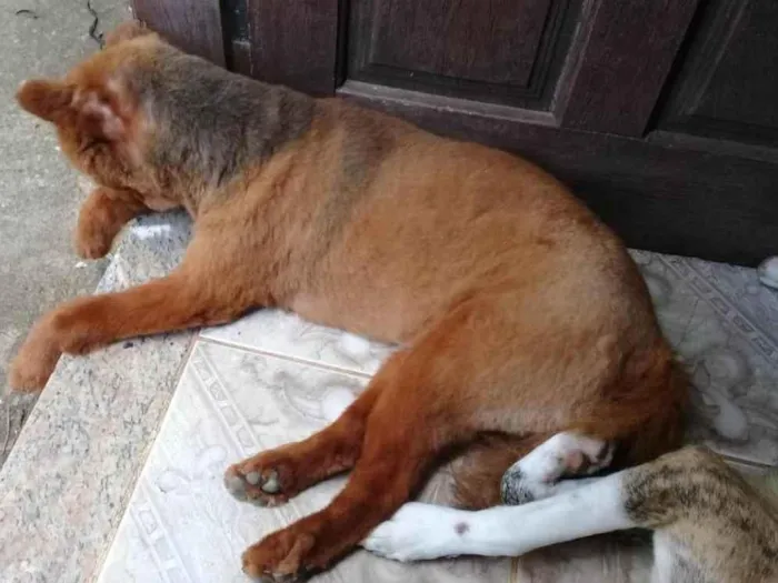 Cachorro ra a Chow Chow idade 3 anos nome ursula