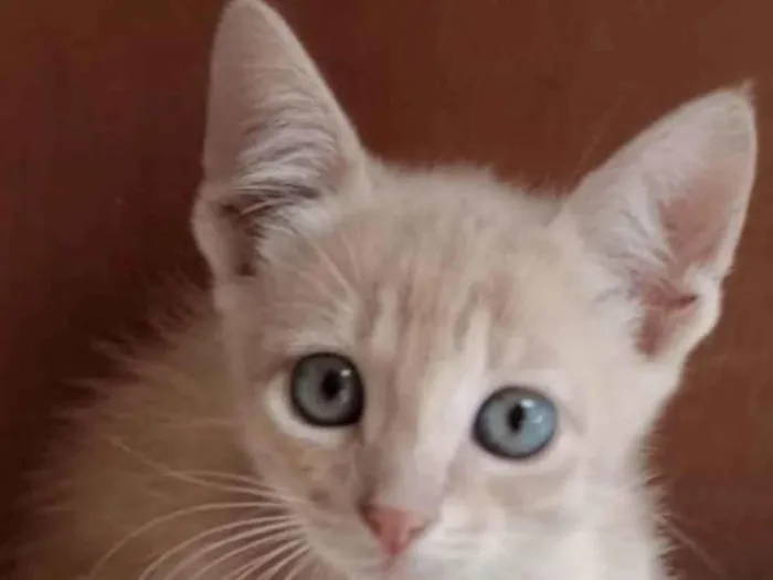 Gato ra a Mestico  idade 2 a 6 meses nome Teo 