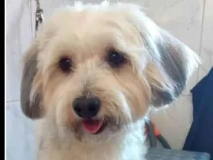 Cachorro ra a Poodle idade 1 ano nome Flor
