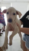 Para uma adoção com muito amor 