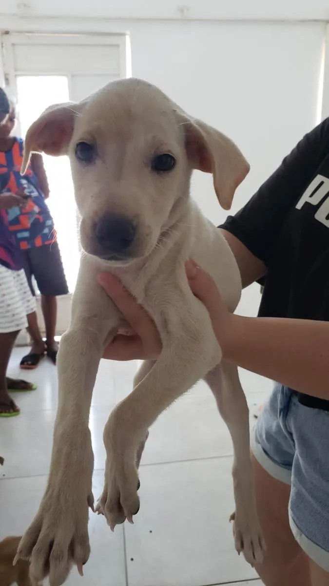 Cachorro raça Srd idade 2 a 6 meses nome Para uma adoção com muito amor 