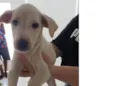 Para uma adoção com muito amor 