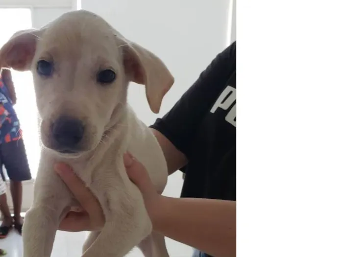 Cachorro raça Srd idade 2 a 6 meses nome Para uma adoção com muito amor 