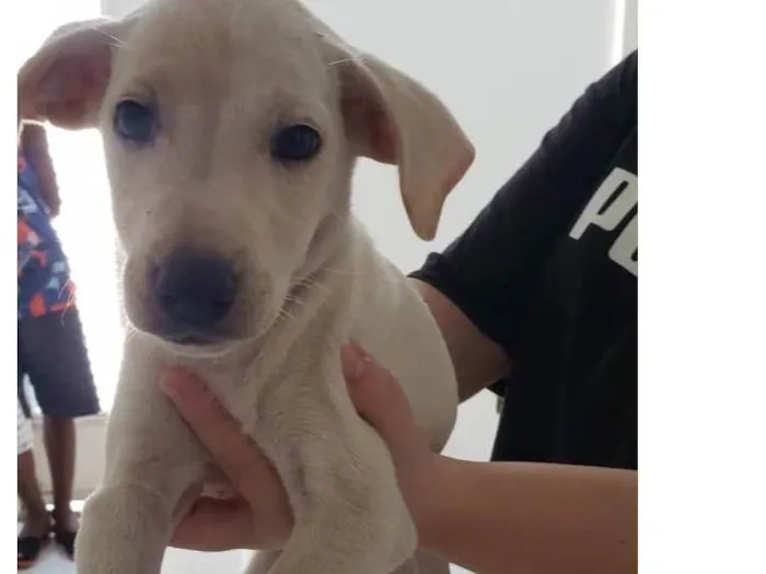 Cachorro raça Srd idade 2 a 6 meses nome Para uma adoção com muito amor 