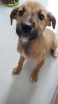 Para uma adoção com muito amor 