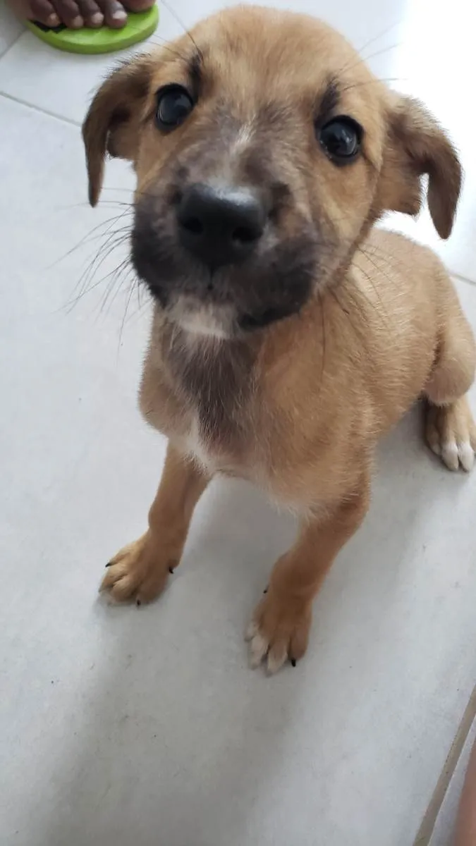 Cachorro raça Srd idade 2 a 6 meses nome Para uma adoção com muito amor 