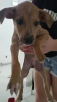 Para uma adoção com muito amor 